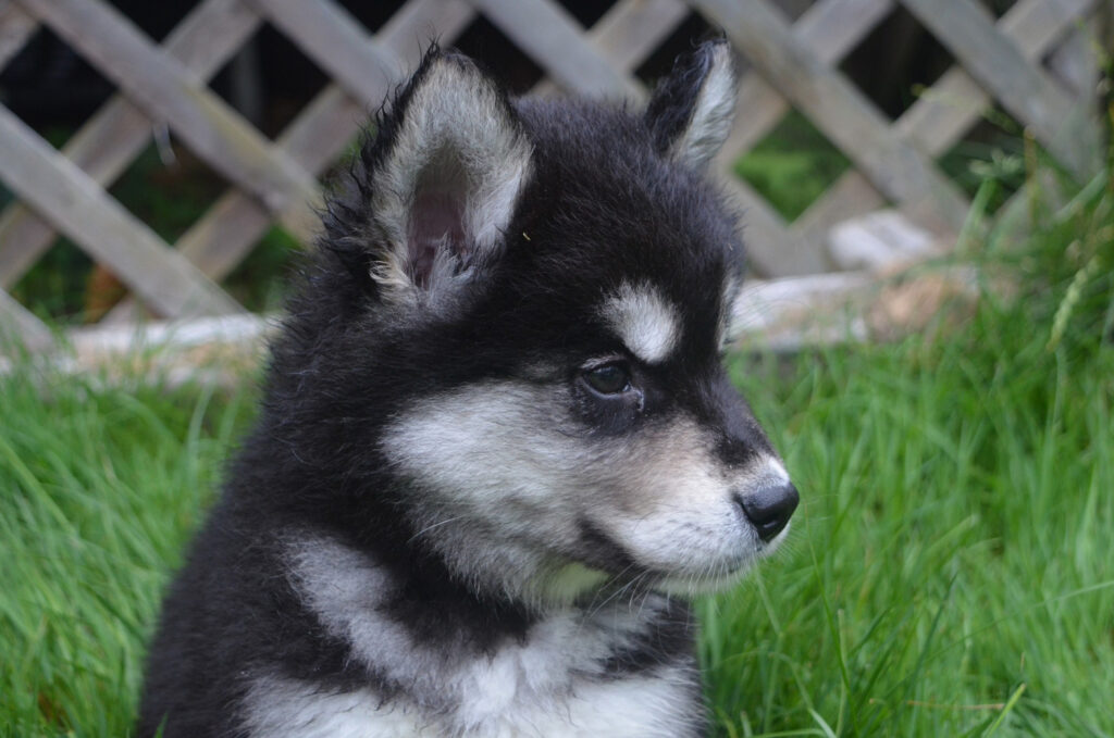 Husky Siberiano com comportamento típico em ambiente doméstico