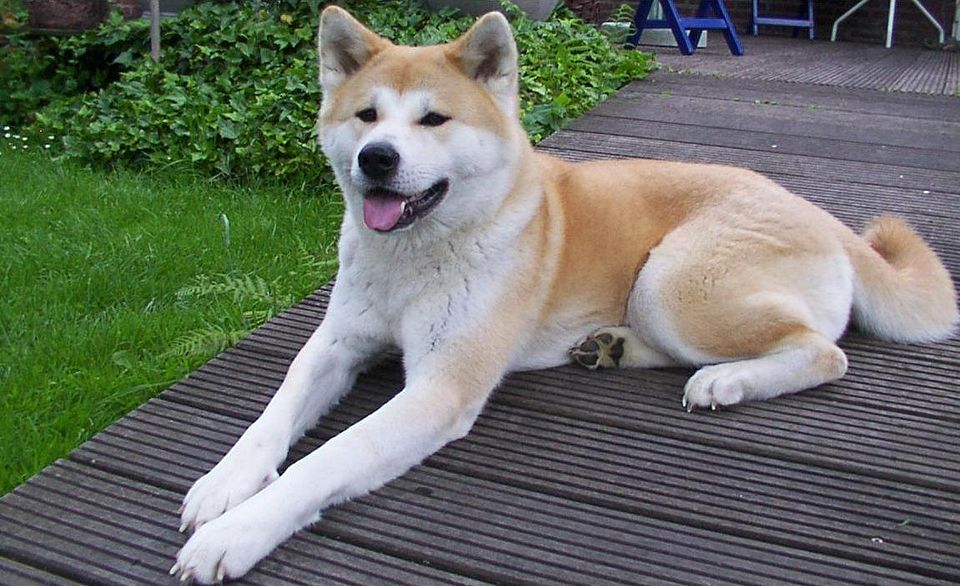 Akita Inu em ambiente familiar calmo, representando estabilidade emocional