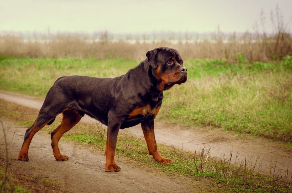 Filhote de Rottweiler nos primeiros dias em casa recebendo carinho do tutor