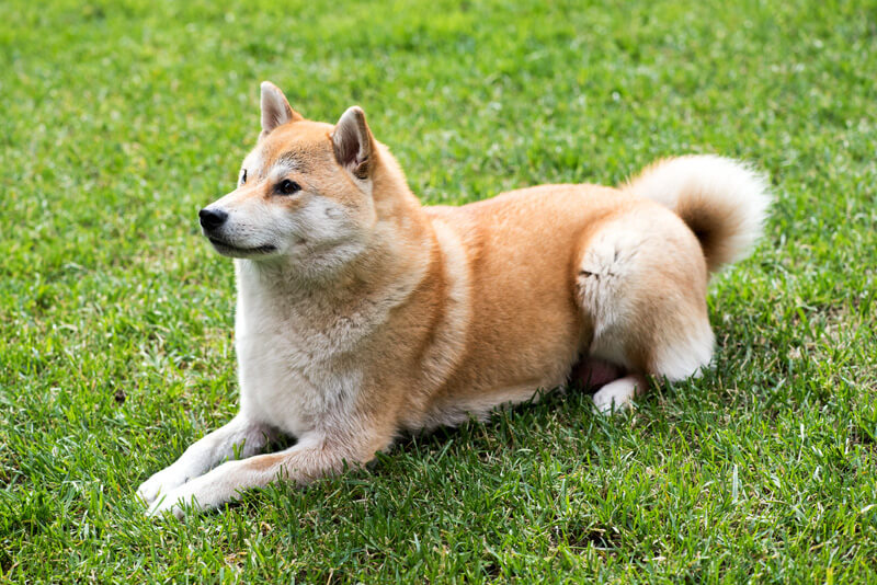 Shiba Inu com rabo enrolado demonstrando alerta e postura protetiva