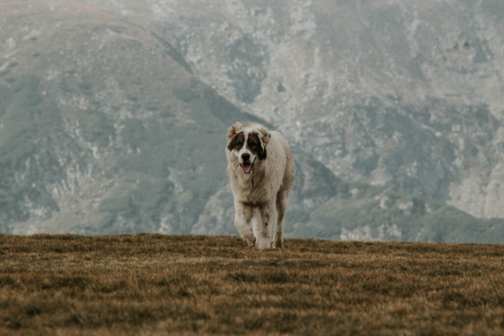 Representação artística do verdadeiro ancestral dos cães domésticos, mostrando sua convivência com humanos na pré-história.