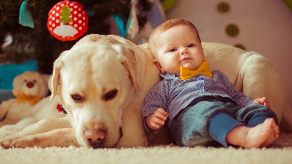 Cães protetores de bebês demonstrando instinto natural de cuidado