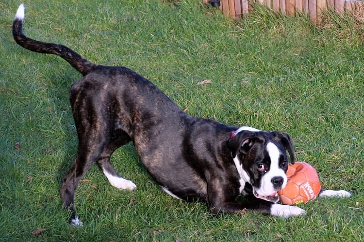 Boxer brincando com bola no quintal durante o dia – a verdade sobre o temperamento do Boxer
