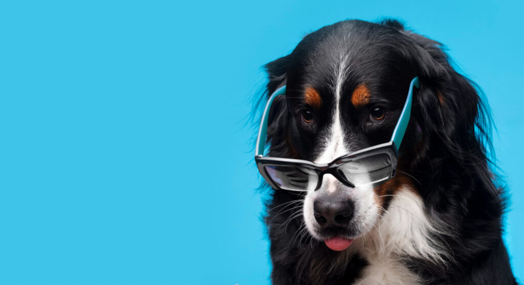 Cachorro feliz com nome inspirado em filmes famosos
