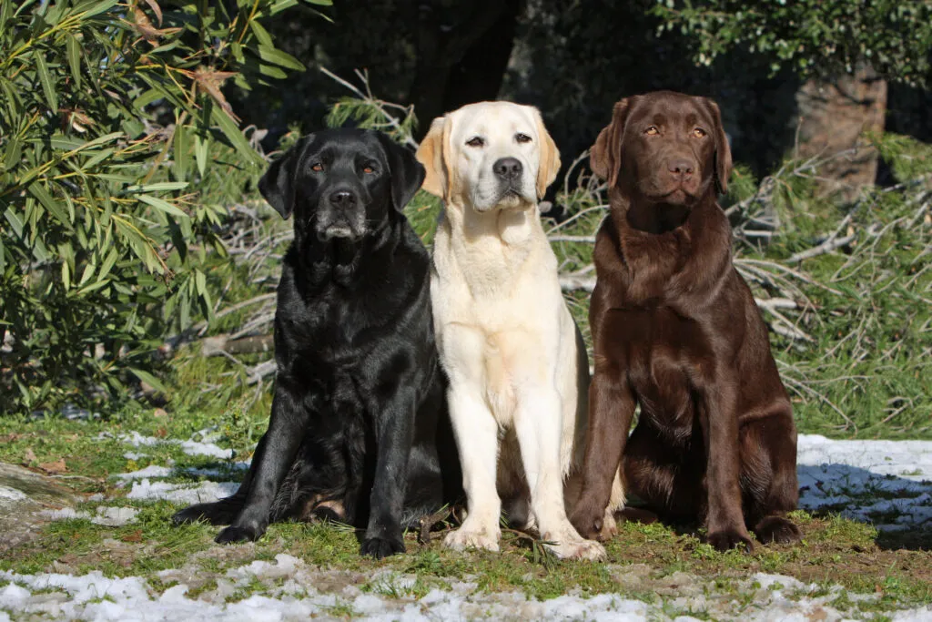 Família em dúvida se deve adotar um Labrador em apartamento pequeno