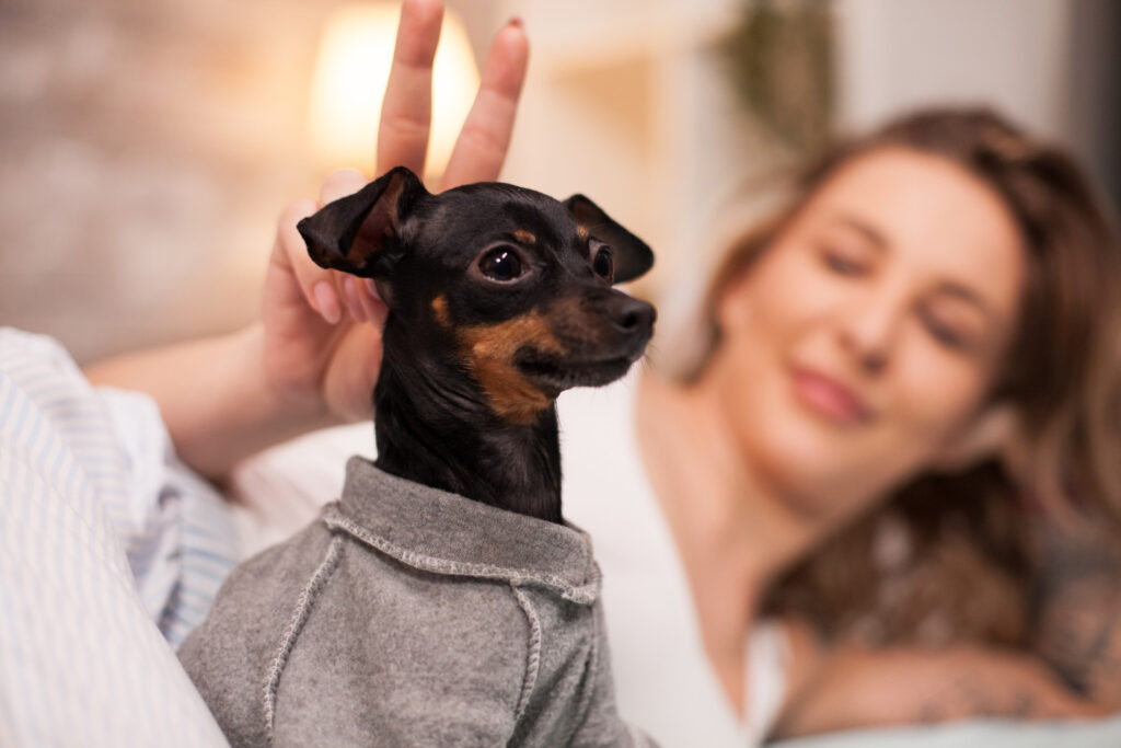 Inspiração de nomes de cachorros da raça pinscher com estilo e energia