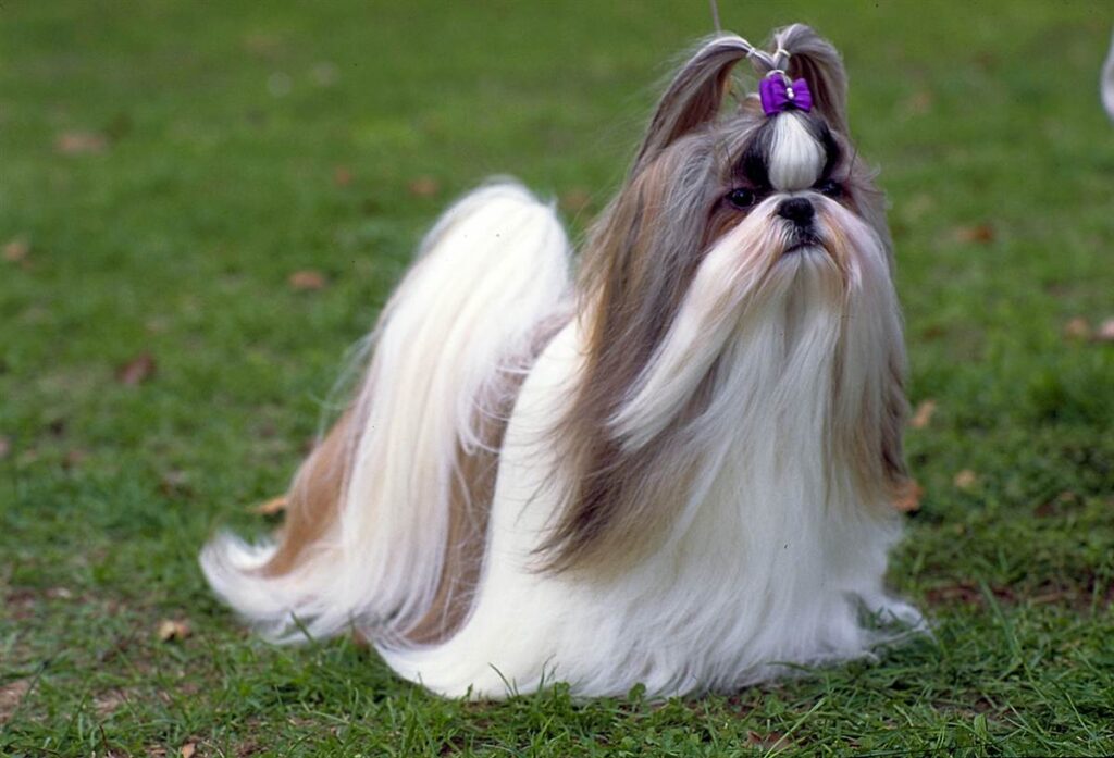 Shih Tzu recebendo carinho do tutor, simbolizando o vínculo emocional com o cachorro